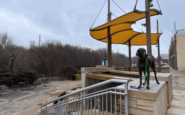Dog Training Tips for Busy Owners: Quick and Effective Exercises