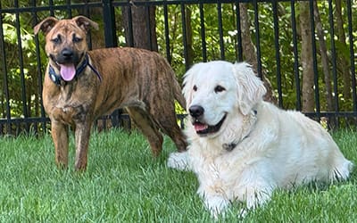 The Role of Play in Dog Development and Behavior