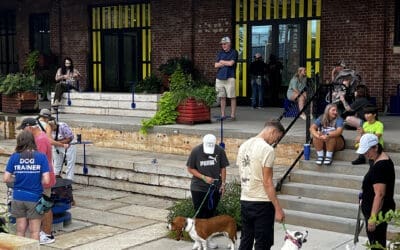 Why Dogs Pull: Root Causes & Solutions