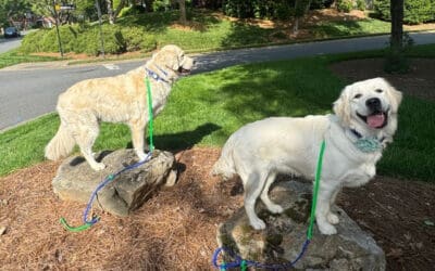 Creating Positive Associations for a Confident Dog
