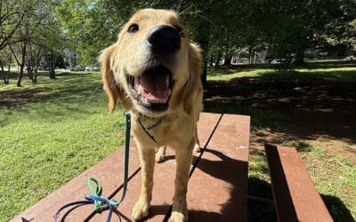 Traveling With Your Dog? How to Prepare for Road Trips, Rentals, and Pet Sitters