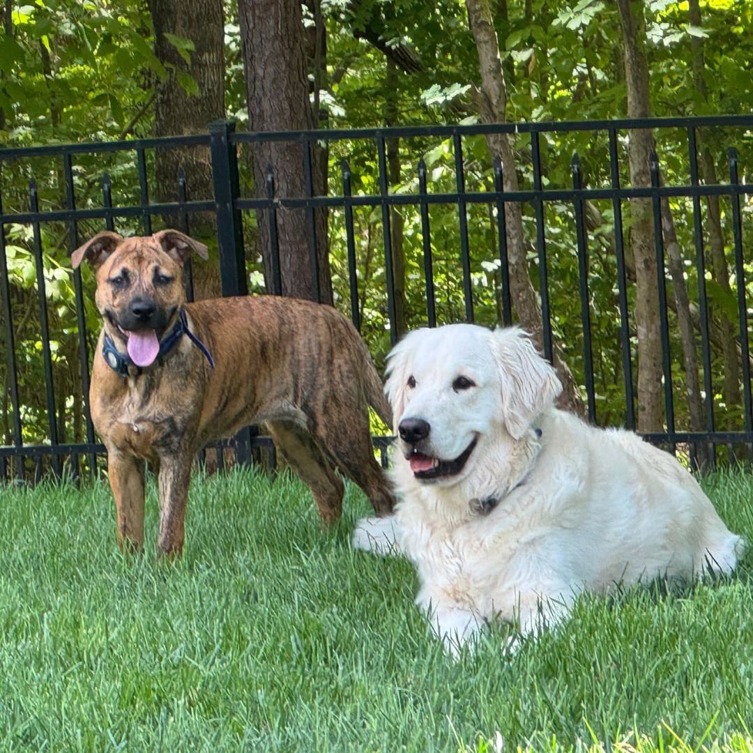 The Role Of Play Dog Para 1
