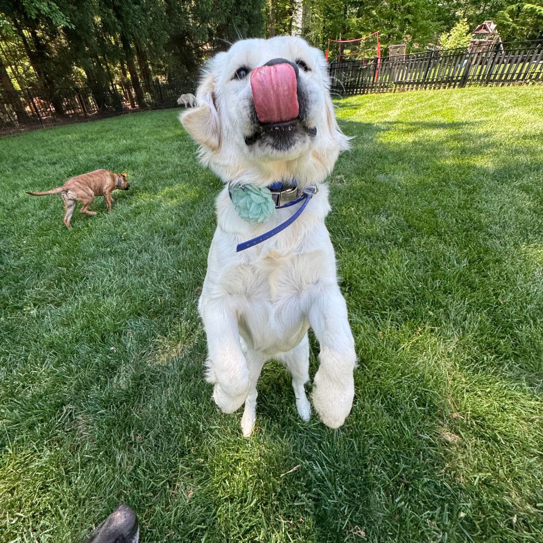 The Role Of Play Dog Para 2