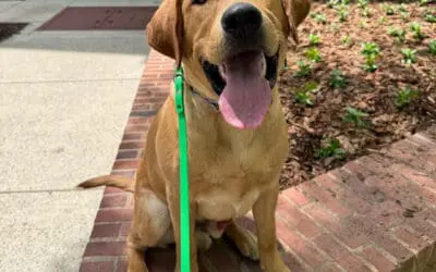 Your Stress-Free Guide to the Free In-Home Dog Training Consultation in Charlotte, NC