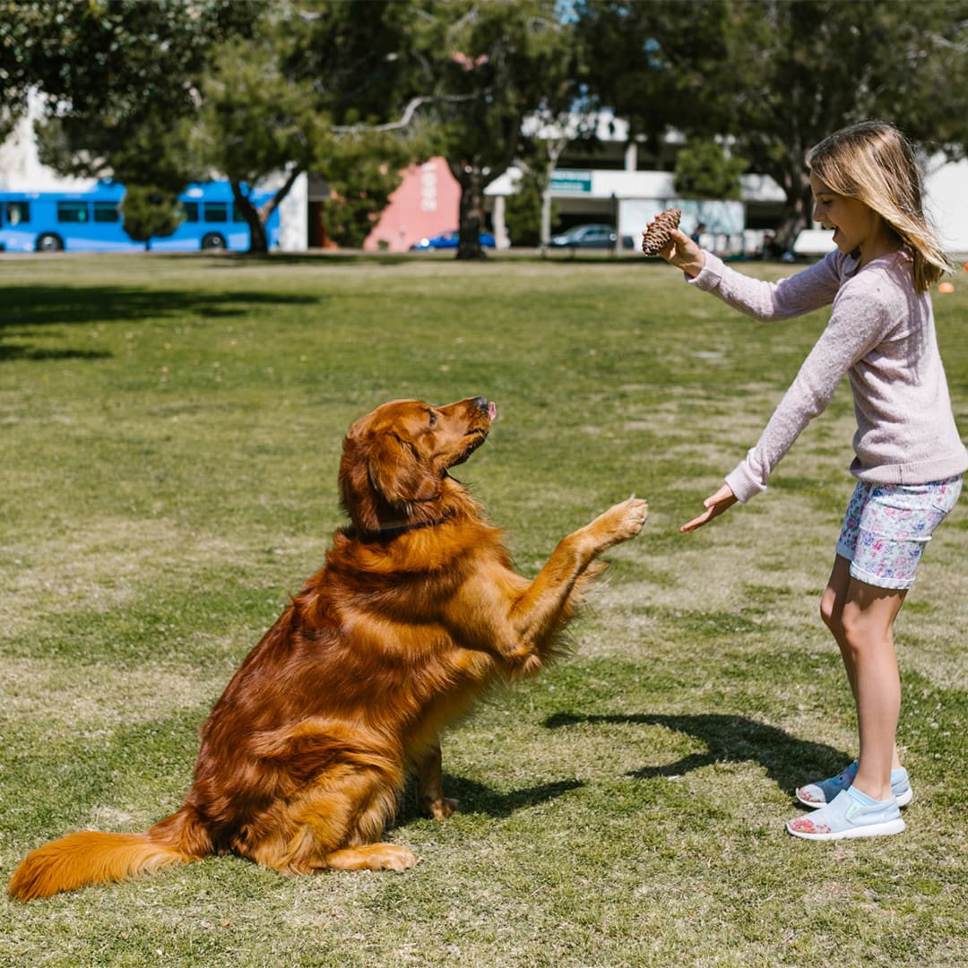 Types Of Dog Training New Types Of Dog Training New