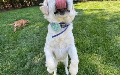 The Critical First Step: A Free In-Home Dog Training Consultation in Charlotte