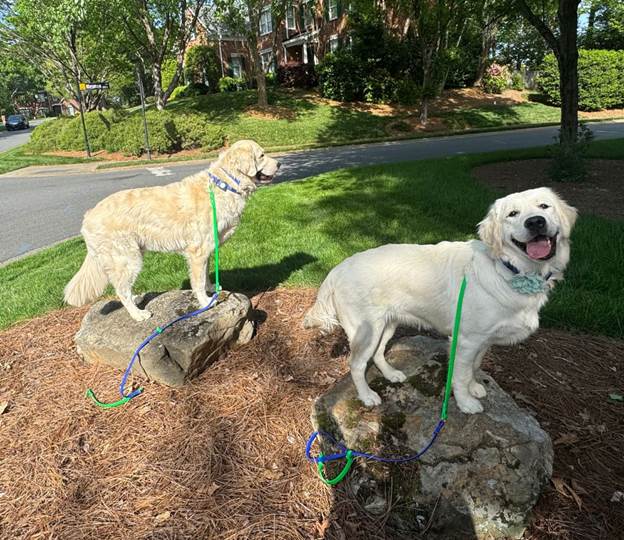 Meet Your Charlotte Dog Training Expert: Turk Akbay