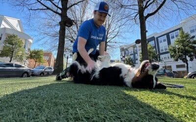 What Happens After Board & Train? The Owner Hand-Off Plan That Prevents Backsliding