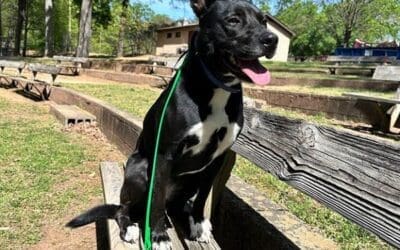 Dog Training for Busy Charlotte Professionals: Maximizing Results with Limited Time