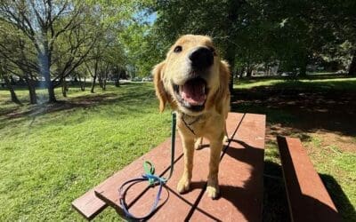 What to Ask at a Free Dog Training Evaluation (And How to Compare Answers)