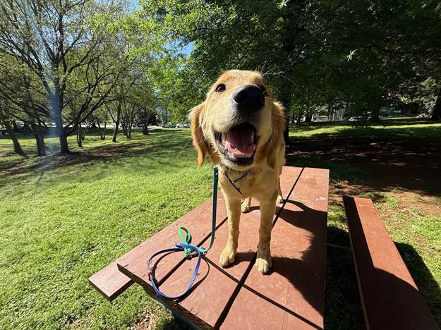 How Much Does Dog Training Cost in Charlotte? (A Realistic Guide) How Much Does Dog Training Cost in Charlotte? (A Realistic Guide)