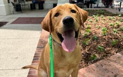 Teach Your Dog the ‘Off’ Command