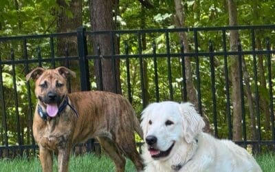 Stop Your Dog Jumping on Guests: A Guide