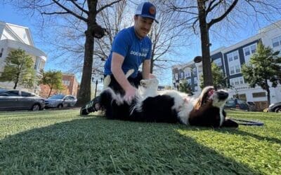 In-Home vs. Board and Train: The Right Choice for Your Charlotte Dog