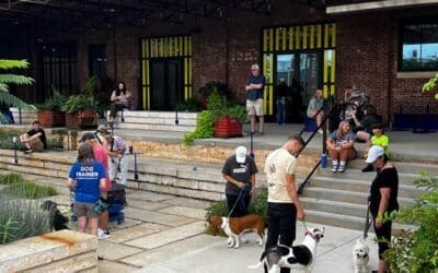 Puppy Socialization: The Golden Window