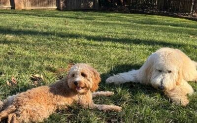 Puppy Socialization: A Guide to a Confident Dog