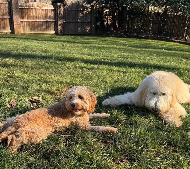 Puppy Socialization Techniques
