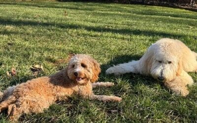 Canine Cognitive Biases: A Dog’s-Eye View