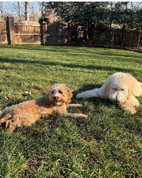 Creating Positive Associations for a Confident Dog 2