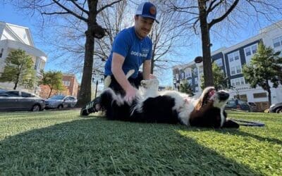 Stop Dog Counter Surfing for Good