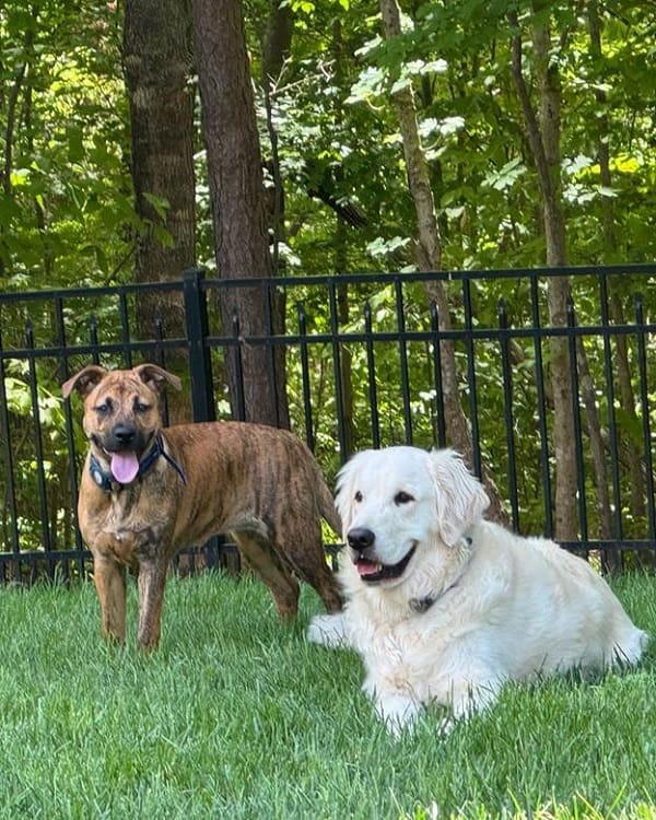 Stop your dog from jumping on Guest
