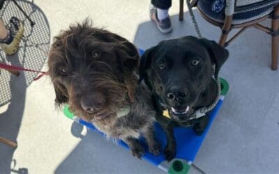 Separation Anxiety: Your Week-by-Week In-Home Training Roadmap (and When to Call for Help)