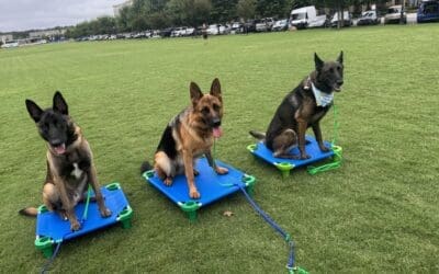 Private Dog Training “Near Me” in Charlotte: 7 Questions to Ask Before You Book