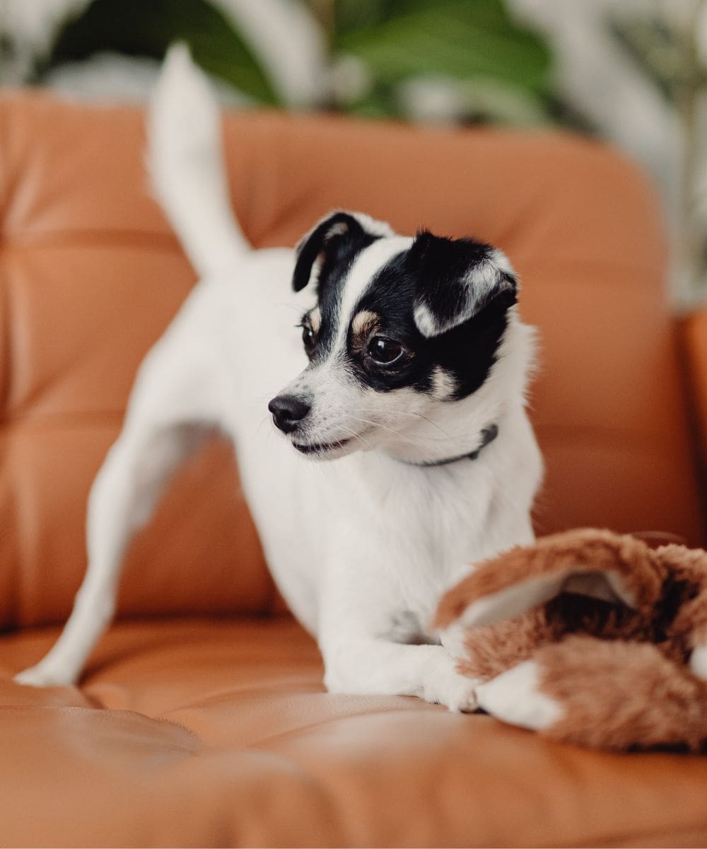 Excited puppy playing with a stuffed animal on a couch