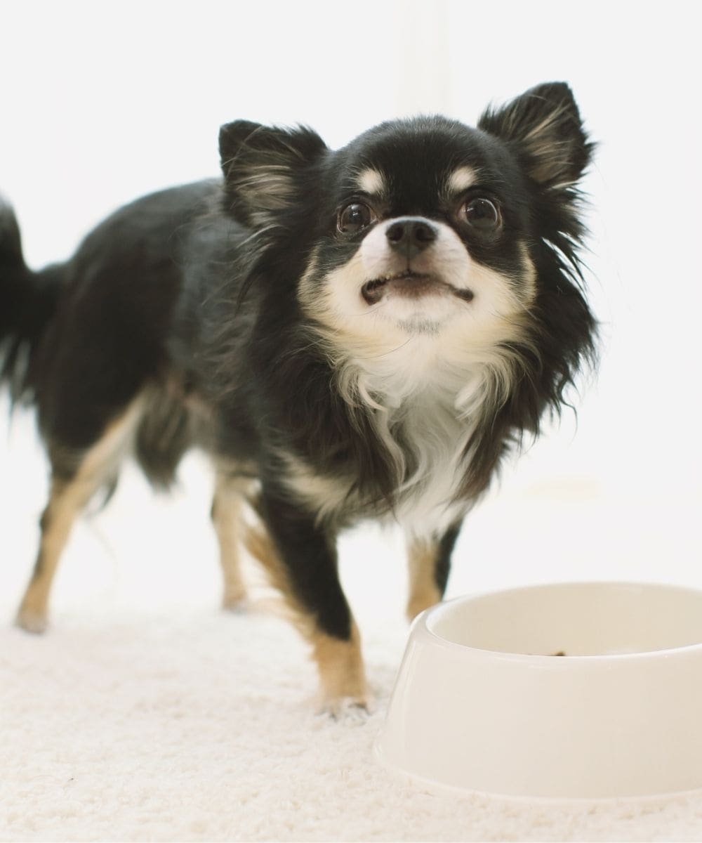 Photo of a small dog standing in front of his food bowl
