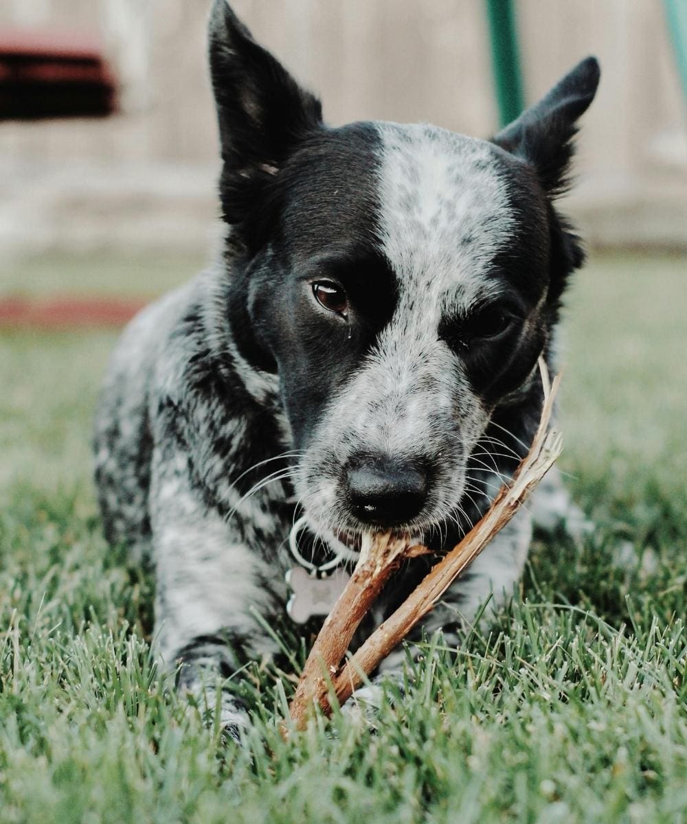 Dog Chewing A Stick Outside