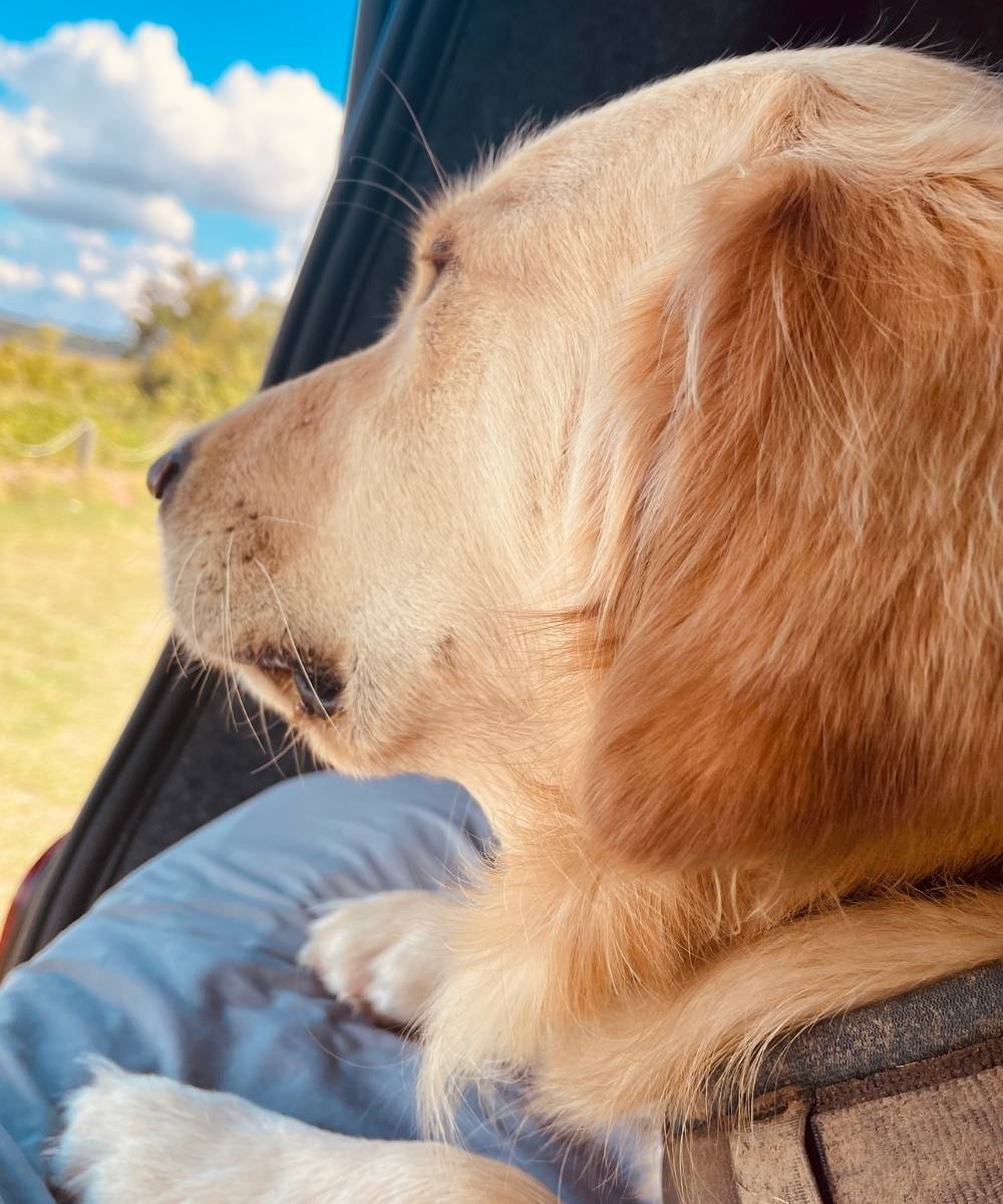 A golden retriever looking out of a car window