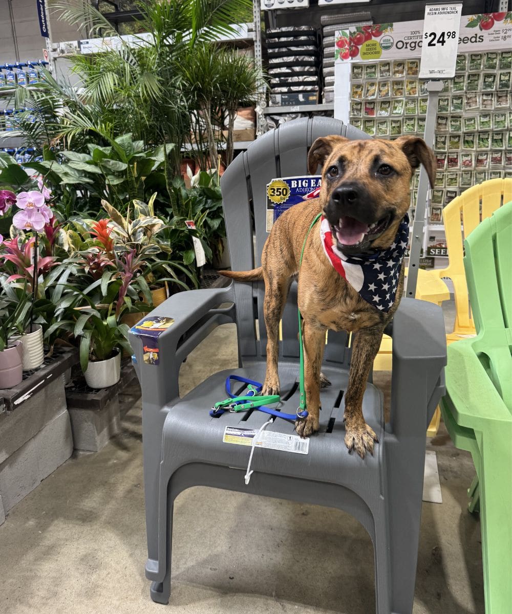 Brindle dog standing calmly on a chair in a home improvement store during dog training in Charlotte NC