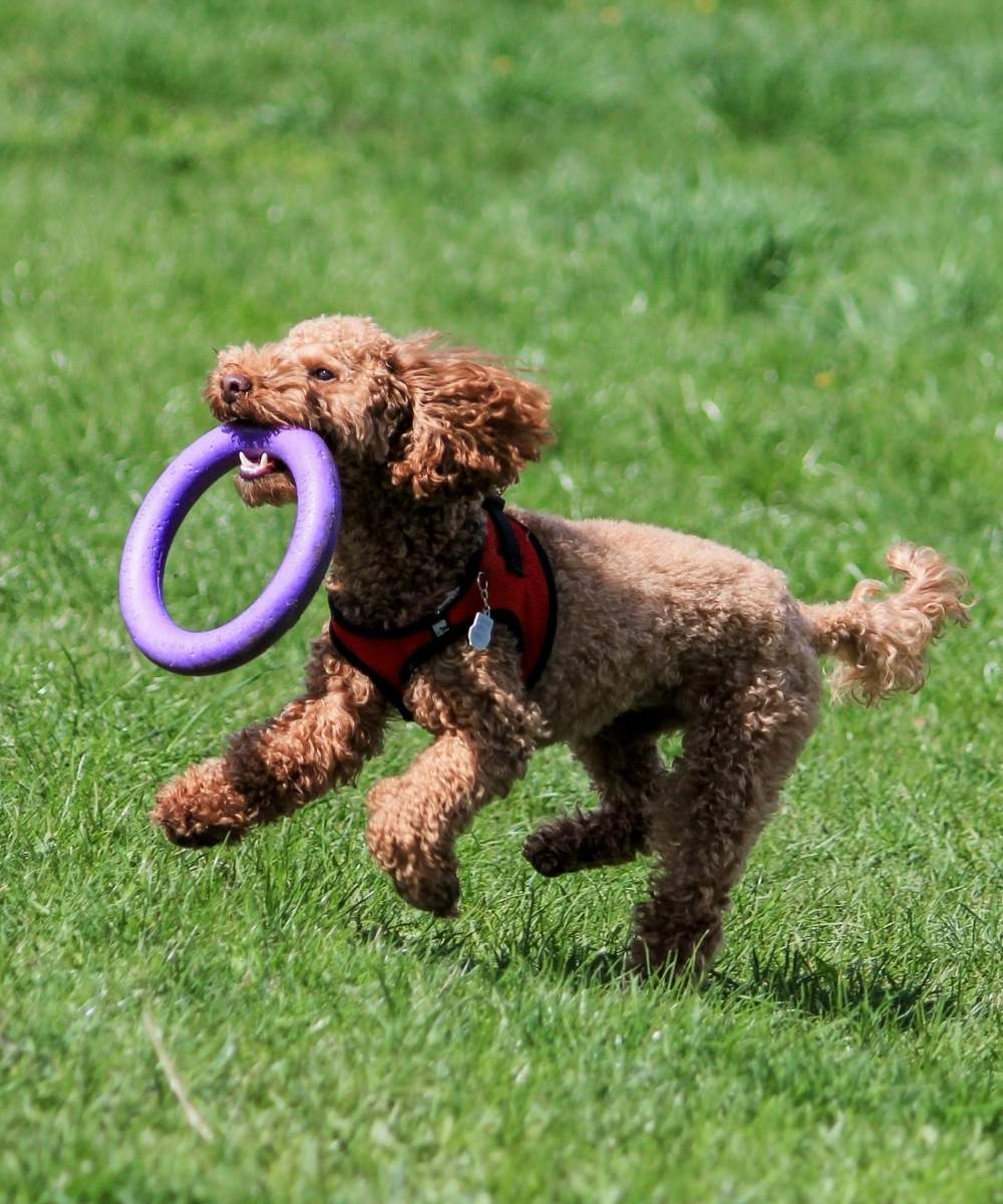 Dog Playing Outside With A Toy In Grass