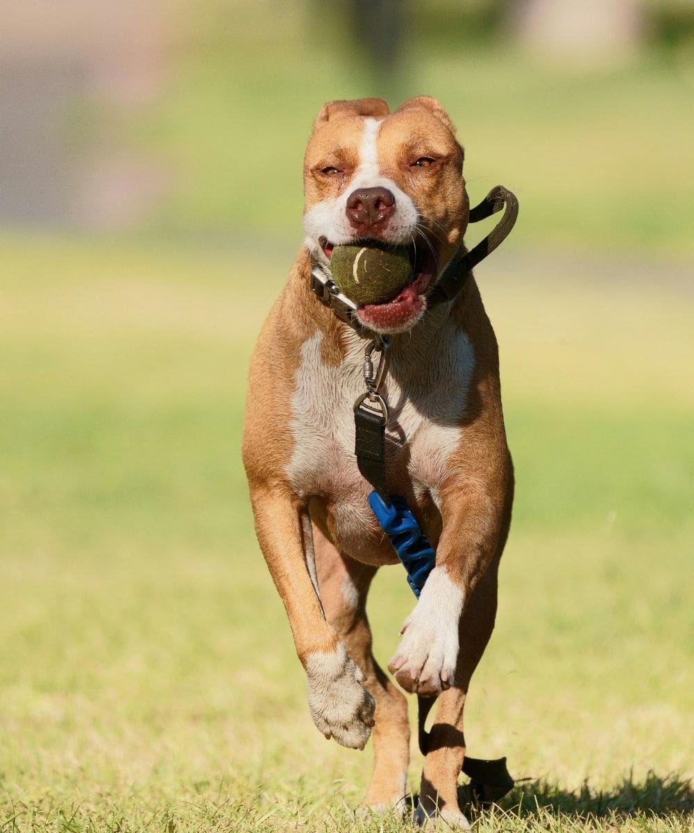 Dog Running With Ball In Mouth