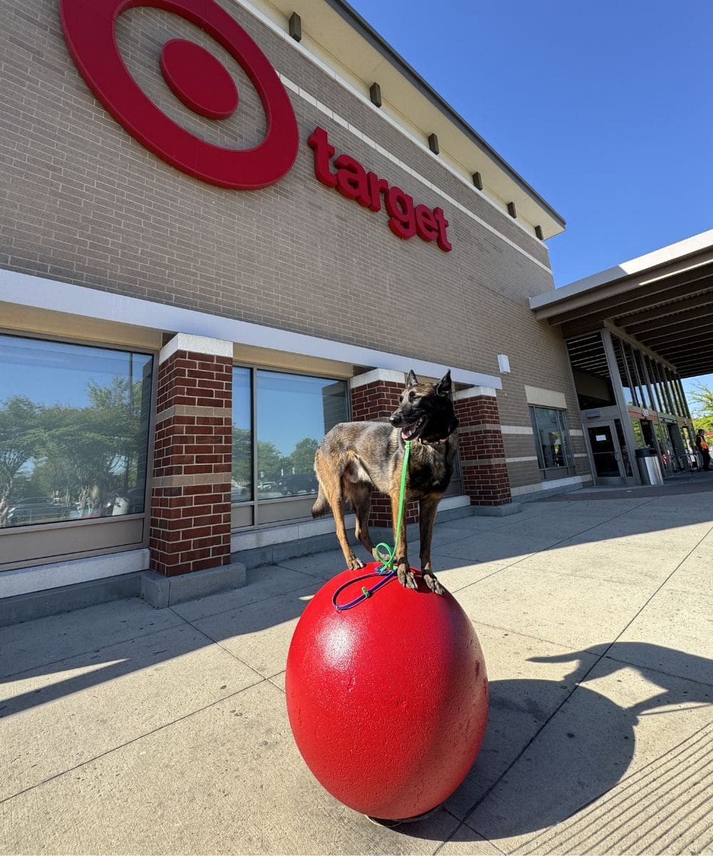 Dog standing on a red ball outside Target during real-world dog training in Charlotte NC