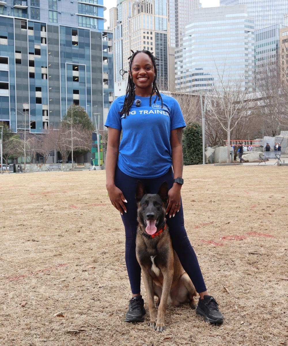 Dog trainer standing with a Belgian Malinois in downtown Charlotte during professional dog training