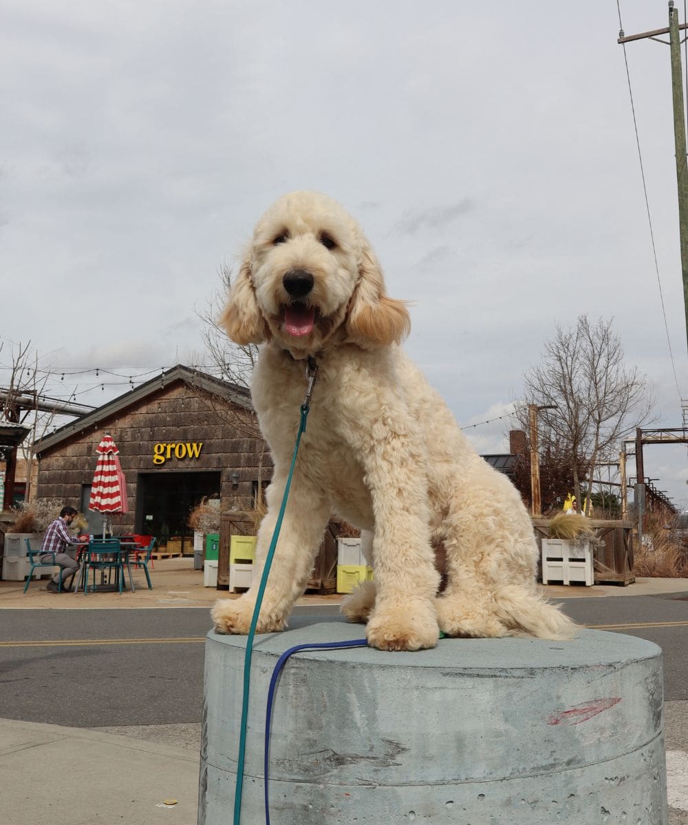 Goldendoodle practicing place command outside a Charlotte business during dog training in Charlotte NC