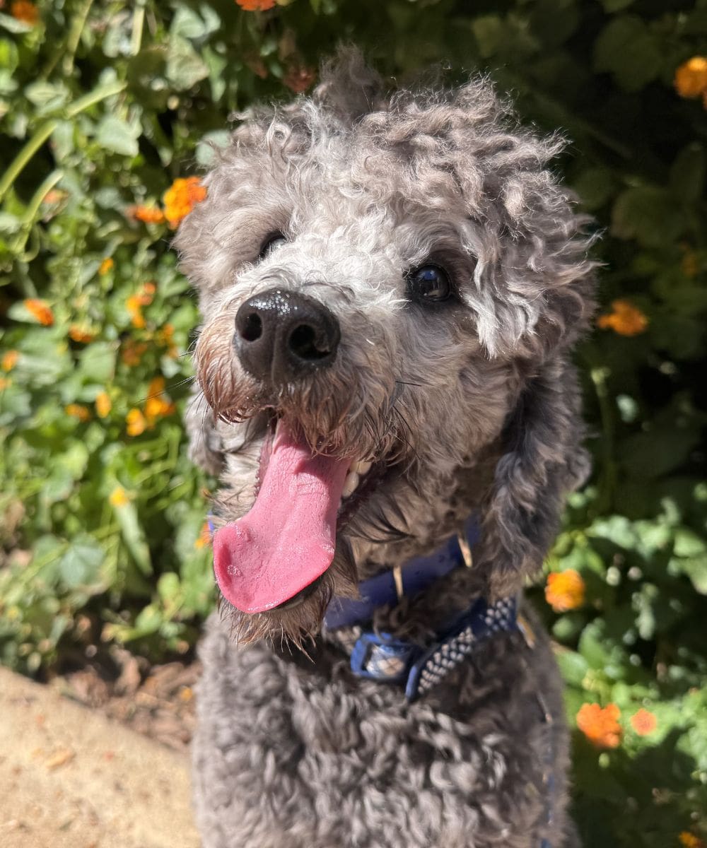 Happy doodle dog outdoors showing calm focus during dog training in Charlotte NC
