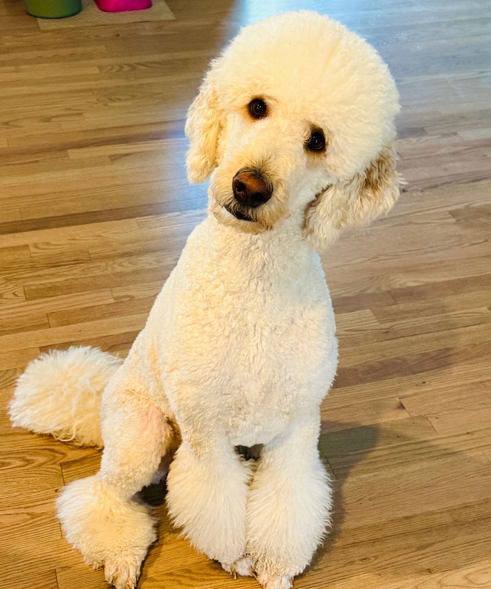 White poodle showing calm attention indoors during home dog training in Charlotte NC