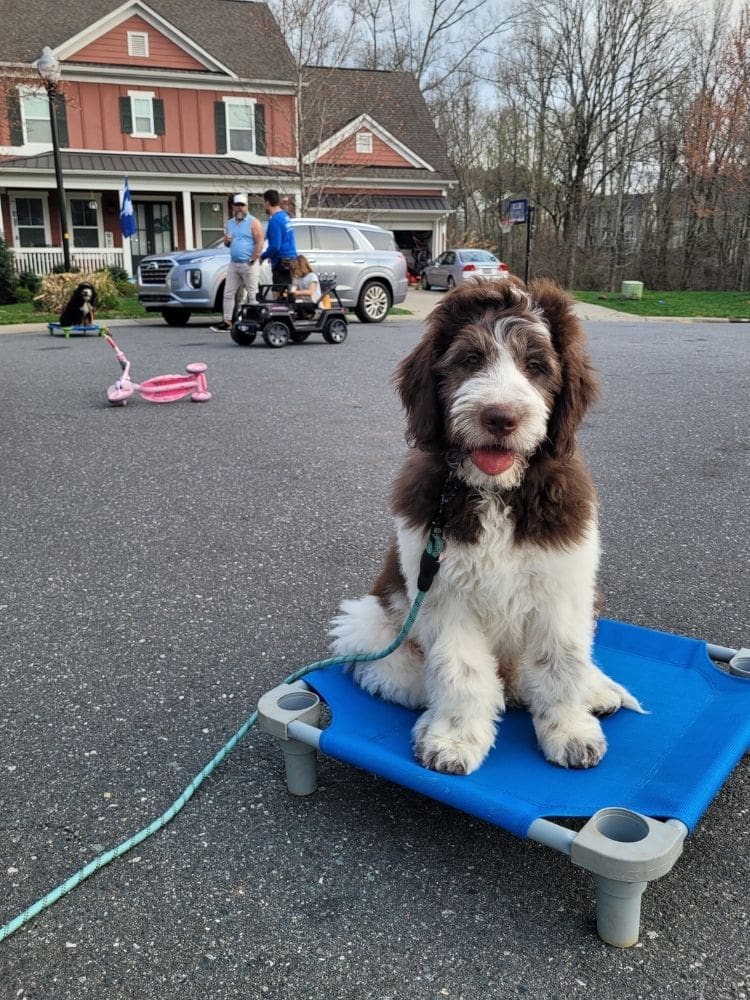 Photo of private dog training in Charlotte, NC: two dogs sitting in place outside a brick home while their owner talks to the trainer and a young girl plays on kid's size motorized truck