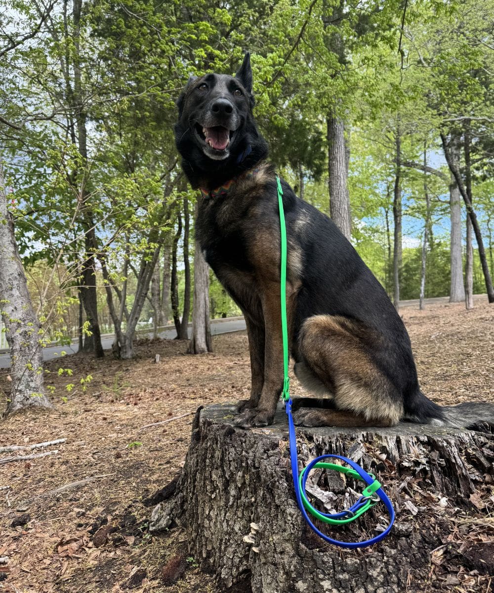 Relaxed dog holding place command on a tree stump during outdoor dog training in Charlotte NC
