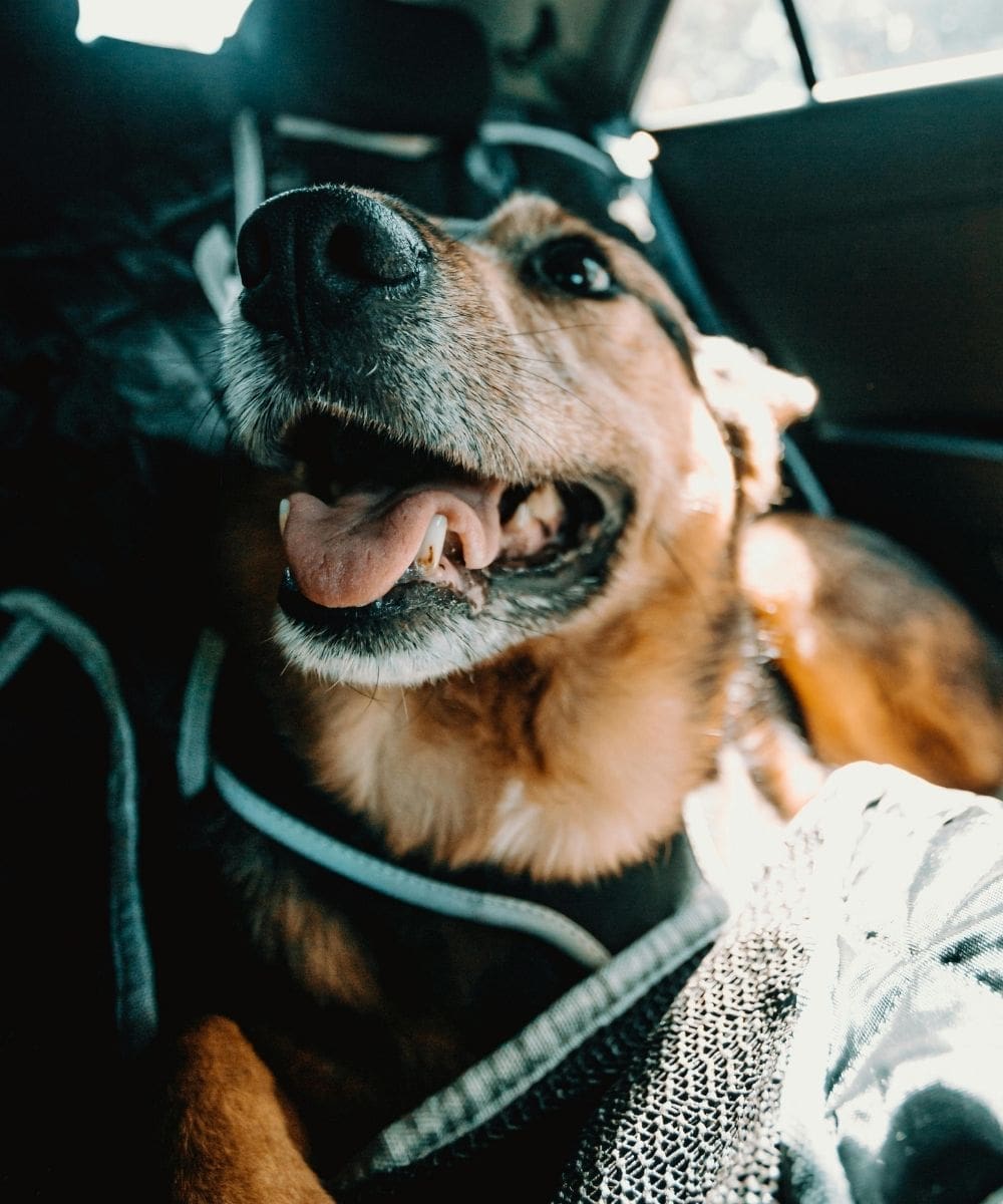 Traveling With Dog In Car