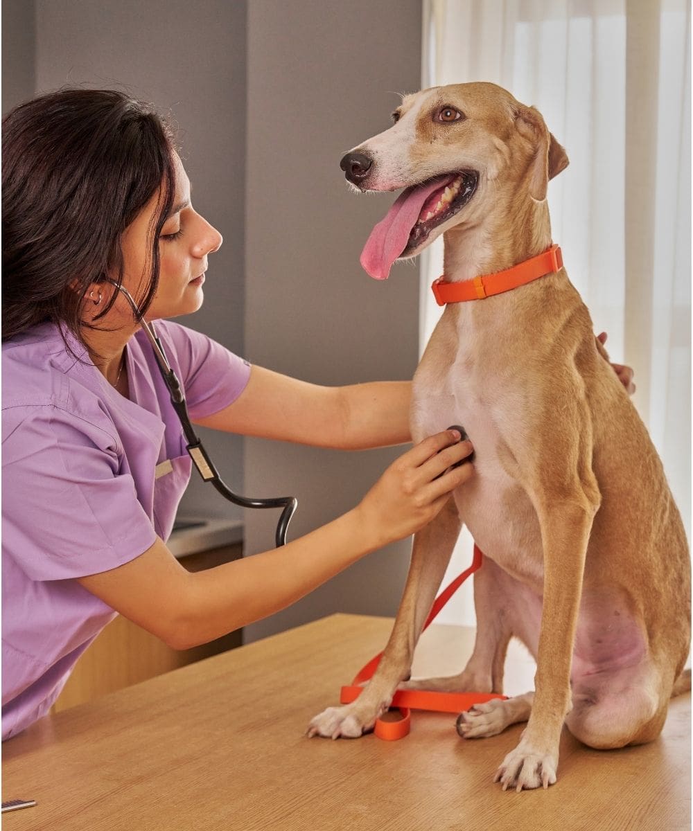 Veterinarian Listening To A Dog's Heart